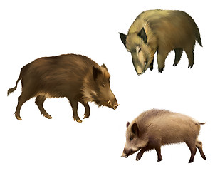 Image showing Adult boar. Isolated realistic illustration on white background