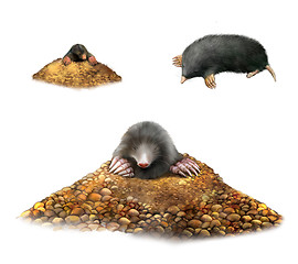 Image showing animal Mole in molehill showing claws.  Isolated Illustration on white background.