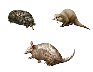 Image showing Australian animals: Armadillo, echidna and Otter. Isolated Illustration white background