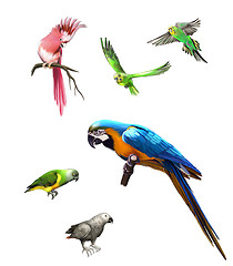 Image showing Pink, Gray and green parrot, macaw, Budgerigar, Isolated Illustration on white background.