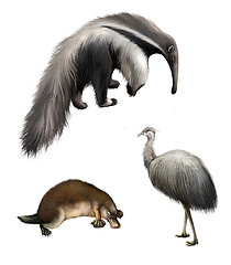 Image showing Giant anteater, Ostrich Emu and platypus, Isolated on white background.