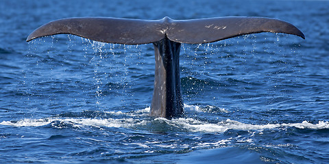 Image showing Whale tail