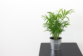 Image showing Green plant on a wooden table