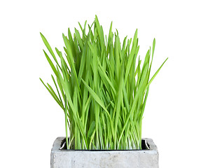 Image showing Fresh wheatgrass in square pot