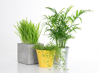 Image showing Three bright plants in pots