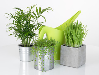 Image showing Beautiful plants and green watering can