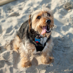 Image showing Borkie Dog at the Beach