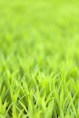 Image showing Green Grass Foliage