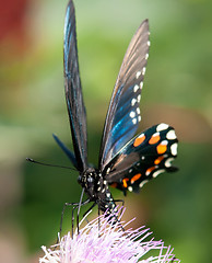 Image showing butterfly perked up