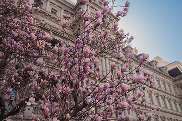 Image showing magnolia tree in springtime