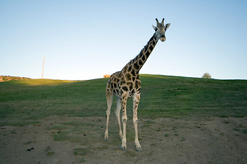 Image showing solitary giraffe