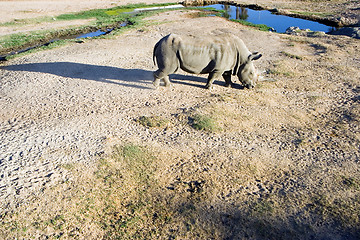 Image showing White rhinoceros