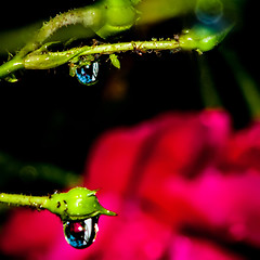 Image showing rose bud after rain