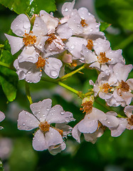 Image showing mini white roses cluster with water drops after rain