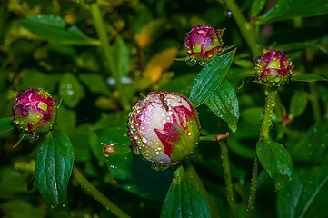 Image showing peony with rain drops