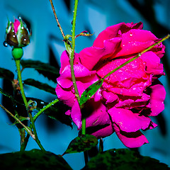 Image showing Red Rose with water drops