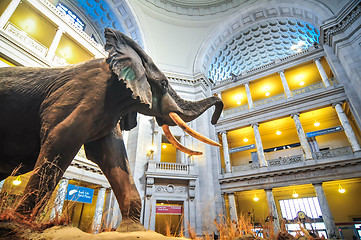 Image showing Interior view of rotunda of Natural History Museum in Washington