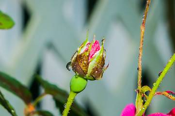 Image showing Red Rose with water drops