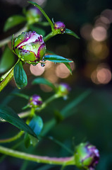 Image showing peony with rain drops