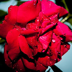 Image showing Red Rose with water drops