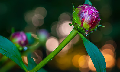 Image showing peony with rain drops