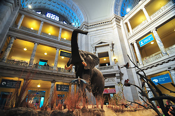 Image showing Interior view of rotunda of Natural History Museum in Washington