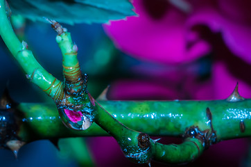 Image showing rose bud after rain