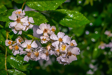 Image showing mini white roses cluster with water drops