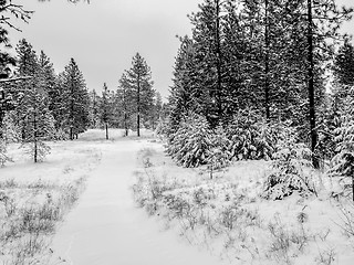 Image showing Beautiful winter panorama with snow covered trees