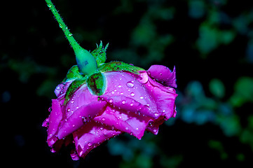 Image showing Red Rose with water drops after the rain