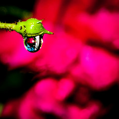 Image showing rose bud after rain