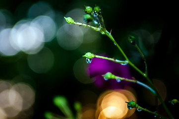 Image showing rose bud after rain