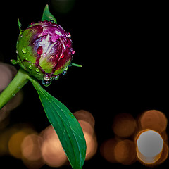 Image showing peony with rain drops