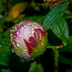 Image showing peony with rain drops