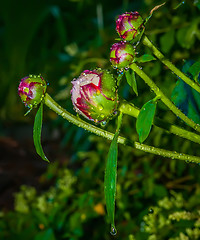 Image showing peony with rain drops