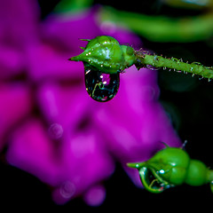 Image showing rose bud after rain