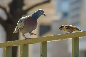 Image showing Pigeon and sparrow eating piece of bread