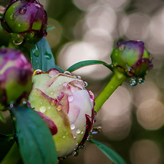 Image showing peony with rain drops