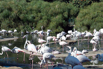 Image showing Pink Flamingo