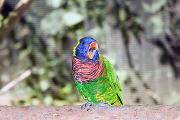 Image showing Australian Rainbow Lorikeet