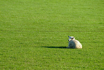 Image showing sheep