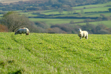 Image showing sheep