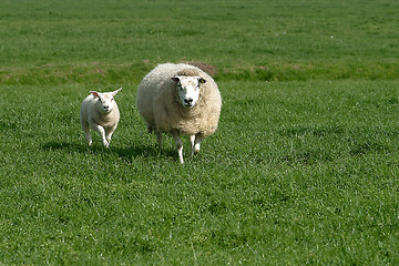 Image showing sheep