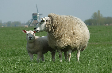 Image showing sheep