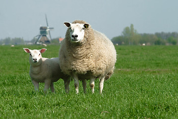 Image showing sheep