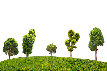 Image showing Irvingia malayana tree and green grass on isolated white background