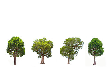 Image showing Collection of Irvingia malayana tree, tropical tree in the northeast of Thailand isolated on white background