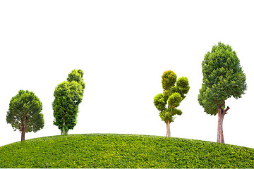 Image showing Collection of Irvingia malayana tree, tropical tree in the northeast of Thailand isolated on white background