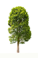 Image showing Irvingia malayana also known as Wild Almond, tropical tree in the northeast of Thailand isolated on white background