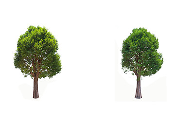 Image showing Collection of Irvingia malayana tree, tropical tree in the northeast of Thailand isolated on white background